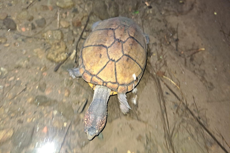 Papagayo : Visite nocturne à pied de la faune et de la flore