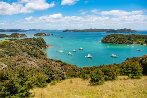 Bay of Islands: Ekokryssning med delfiner med stopp på en ö