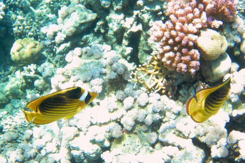 Ras Mohammed Yolanda, Sharks Observatory- Red Sea Treasures
