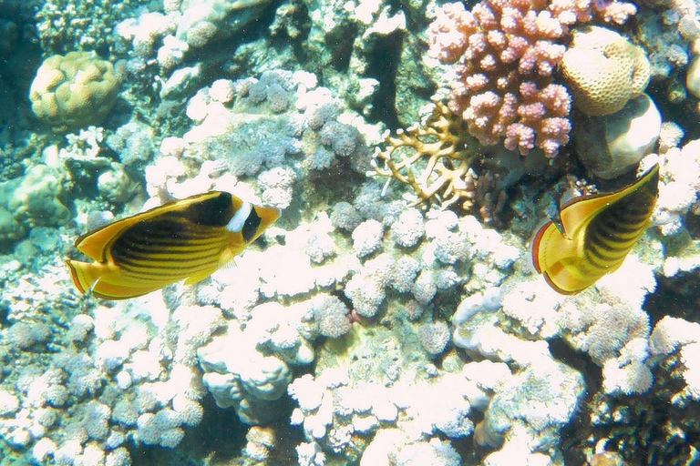 Ras Mohammed Yolanda, Sharks Observatory- Red Sea Treasures