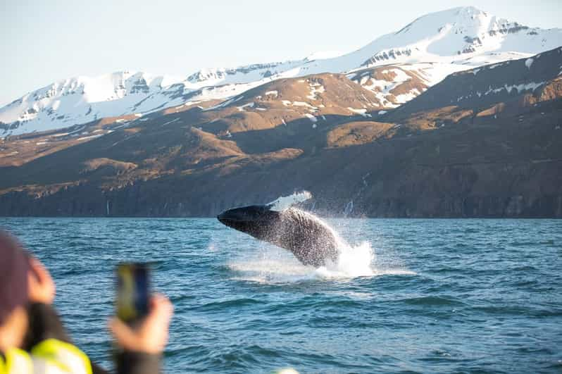 Húsavík: Whale Watching Tour with Guide | GetYourGuide