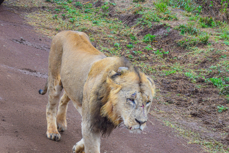 Vanuit Nairobi: 3 dagen, 2 nachten Maasai Mara-groepssafari met terreinwagen