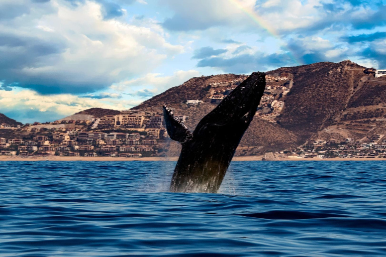 Los Cabos: Avistamiento de ballenas en barco con fondo de cristal