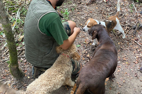 Ljubljana: Istria Truffle Hunting Tour with Local Hunters