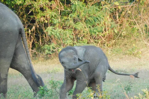 Udawalawe Elephants Safari Tour from Hambantota port