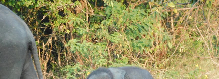 Safari des éléphants d'Udawalawe au départ du port d'Hambantota
