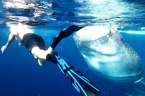 Cebu : Circuit requins-baleines, canyoning et tyrolienne à Oslob