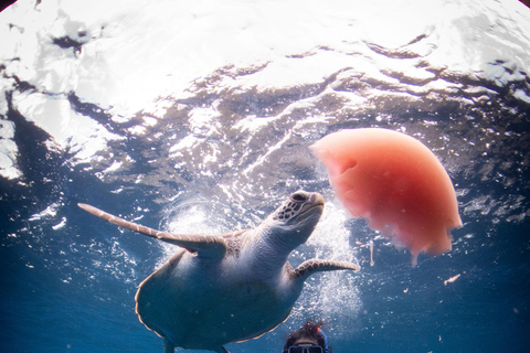 El Nido: Deep Blue Dive Seafari Experience