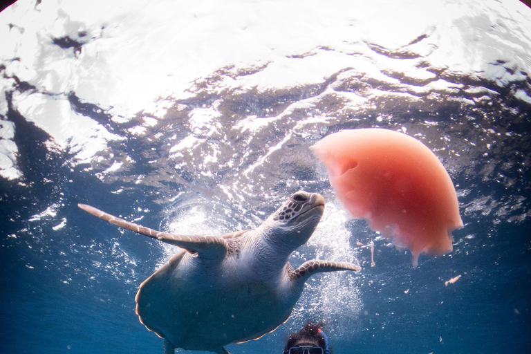 El Nido: Deep Blue Dive Seafari Experience