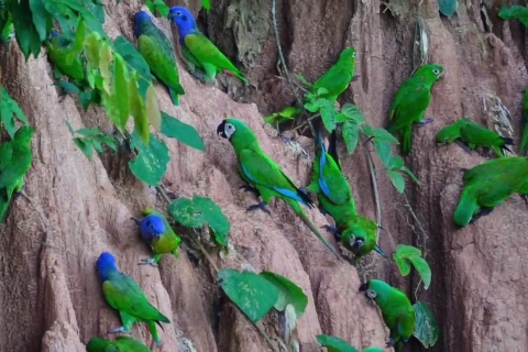 Puerto Maldonado: Wycieczka z papugą i makolągwą.Wycieczka do El Chuncho, lizawki z gliny dla papug i makaków