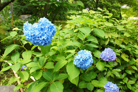 Kyoto: Arashiyama Bamboo, Monkeys, Matcha &amp; UNESCO TempleKyoto: Arashiyama Bamboo, apor, matcha och UNESCO-tempel