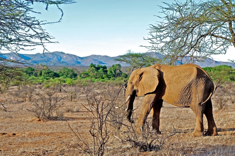 7-dniowe safari na kempingu w Kenii