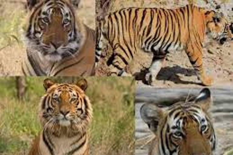 Ranthambore Tiger Safari Tour 2 nuits 3 jours