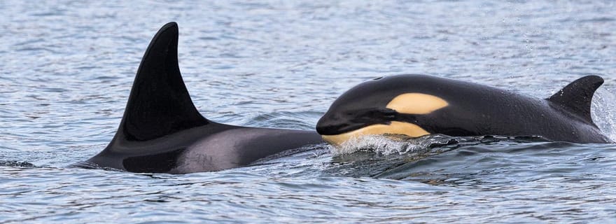 Safari d'observation de baleines en bateau semi-rigide à Skjervøy