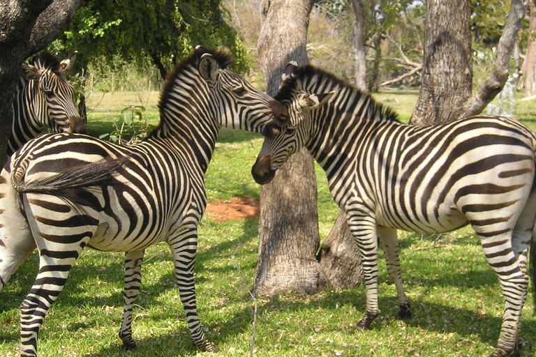 Tour di 2 giorni con rafting sullo Zambesi, safari con rinoceronti e Parco Nazionale di Chobe2 giorni di rafting sul fiume Zambesi, safari alla ricerca dei rinoceronti e tour del P