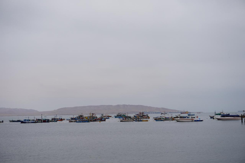 Depuis Lima : Paracas, les îles Ballestas et l&#039;oasis de Huacachina...