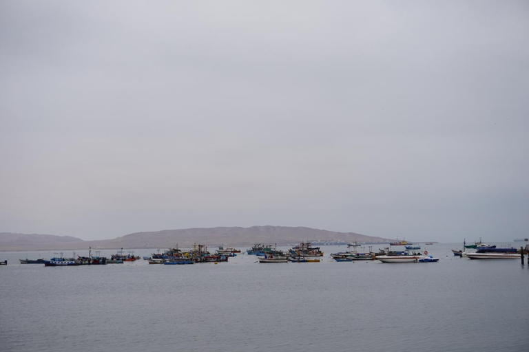 Depuis Lima : Paracas, les îles Ballestas et l&#039;oasis de Huacachina...