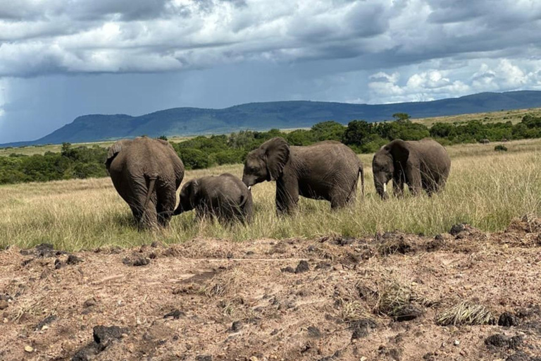 From Nairobi Safari: 4-Day Maasai Mara and Lake Nakuru