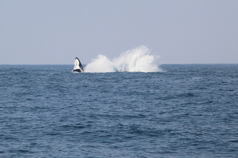 Whale Watching Maputo