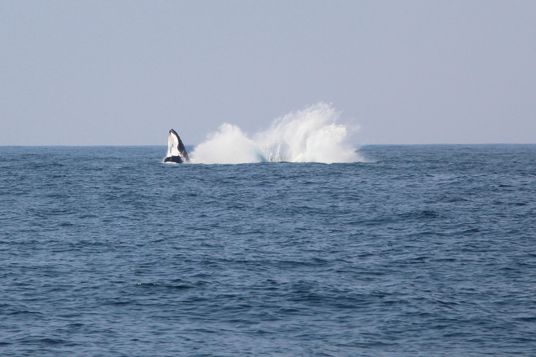 Whale Watching Maputo