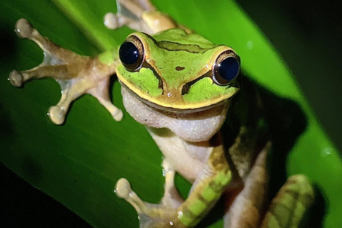 Puerto Jimenez: Jungle Night Walk near Corcovado NP