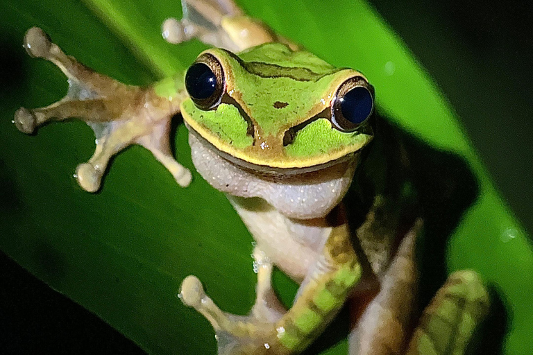 Puerto Jimenez: Jungle Night Walk near Corcovado NP