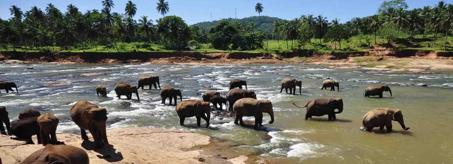 Excursion d'une journée à l'orphelinat des éléphants / jardin d'épices