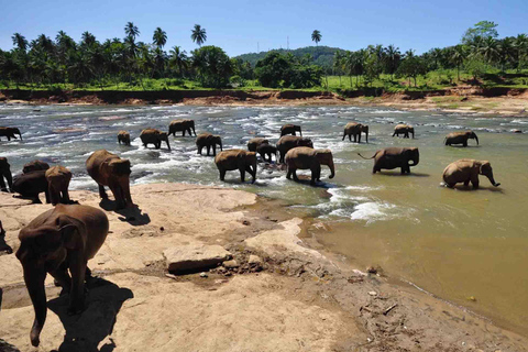 Day Tour to Elephant Orphanage / spice garden