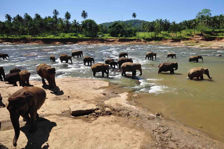 Colombo nach Kandy Transfer mit Pinnawala Elefantenwaisenhaus