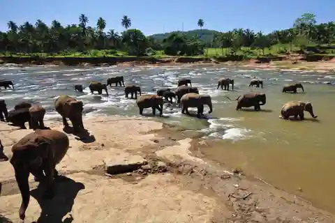 Day Tour to Elephant Orphanage / spice garden