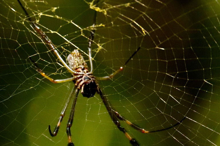 São Paulo: Forest Night Walk Tour with a Biologist