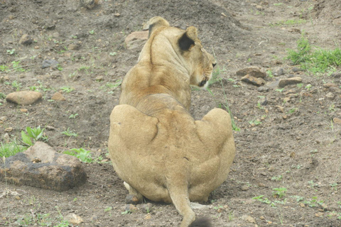 Private Nairobi National Park Drive in 4*4 landcruiser