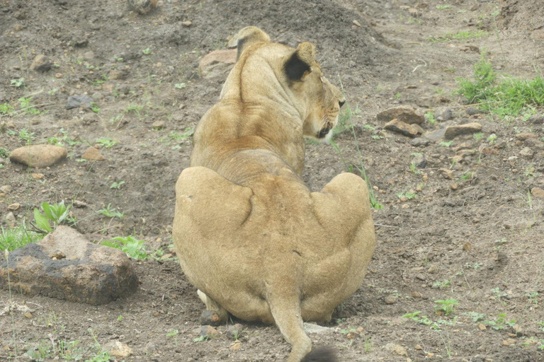 Private Nairobi National Park Drive in 4*4 landcruiser