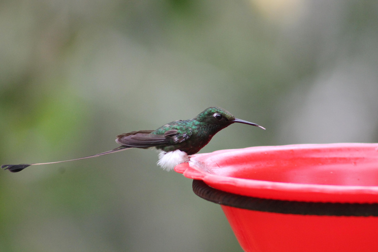 Cali: paraíso terrenal de los colibríesCali: Observación y fotografía de colibríes