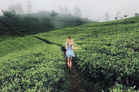 From Kandy: Nuwara Eliya Day Tours (Ambewela Railway Drop)