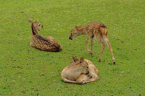 奈良：雾霭中与鹿共行的神圣晨间漫步奈良：雾中与鹿共行的神圣晨间漫步