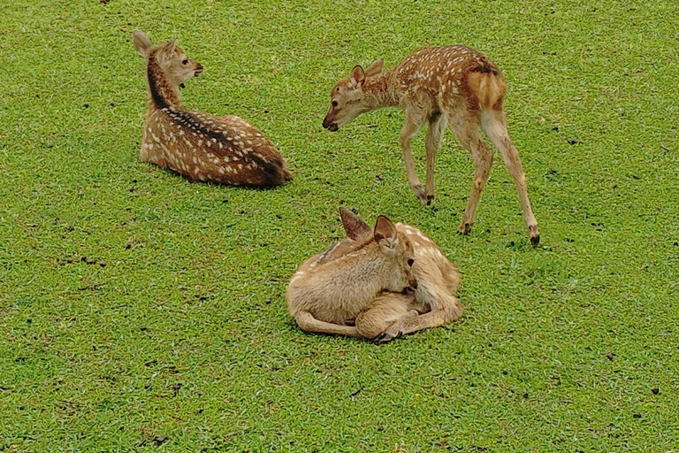奈良：雾霭中与鹿共行的神圣晨间漫步奈良：雾中与鹿共行的神圣晨间漫步