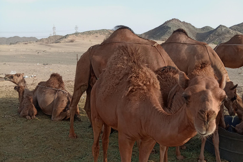 Jeddah: Experiencia en quad por el desierto con traslado