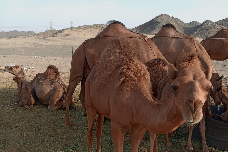 Gedda: Esperienza in quad nel deserto con trasferimento