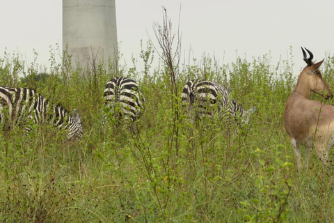 Nairobi National Park Half-Day Safari – Wildlife Game Drive