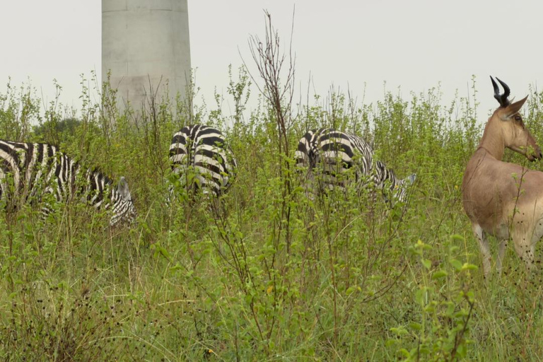 Nairobi National Park Half-Day Safari – Wildlife Game Drive