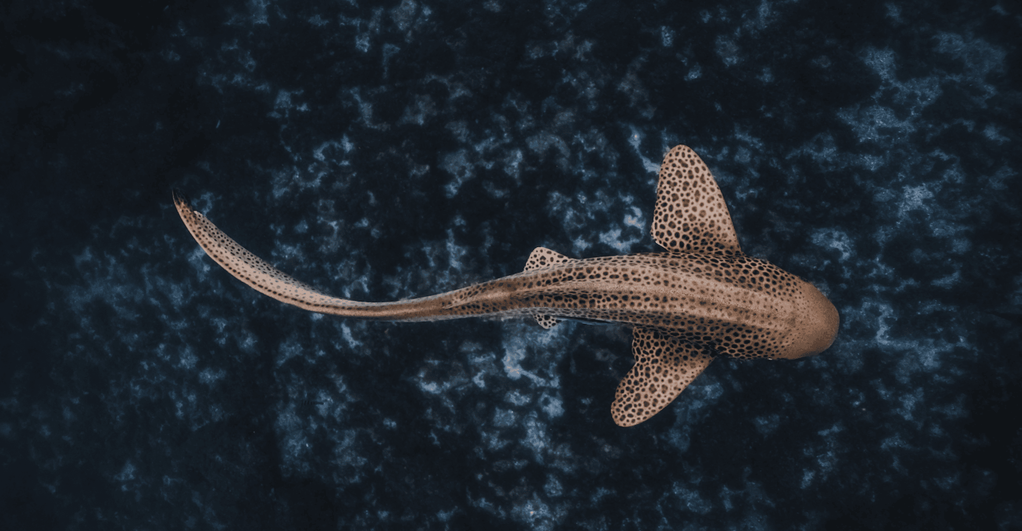 Byron Bay: Snorkeling Tour at Julian Rocks, Nguthungulli photo 2