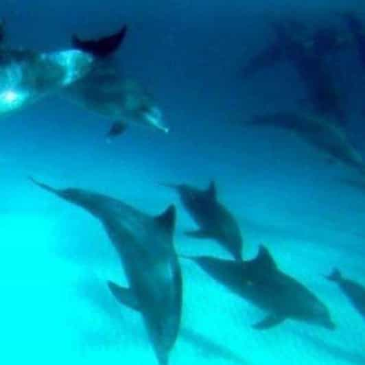 Zanzibar: Mnemba Island Dolphins & Snorkeling half day tour | GetYourGuide