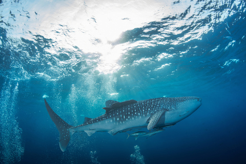 Cancun: Whake Shark Sightseeing, visit Isla Mujeres & Contoy