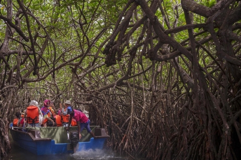 Bentota: Fahrt mit dem Sumpfboot durch den MangrovenwaldBentota: Motorbootfahrt durch den Mangrovenwald