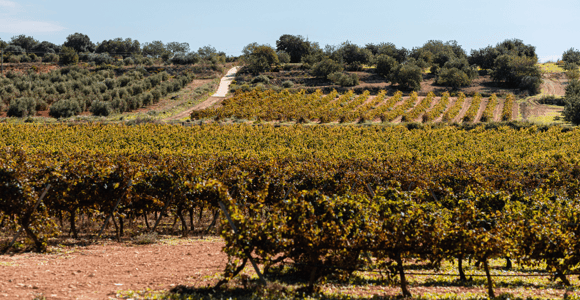 Barcelona: Priorat Wine Tour & Tastings and Lunch