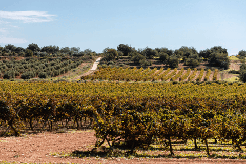 Barcelona: Wycieczka prywatna Priorat Wine Tour z degustacją i lunchem