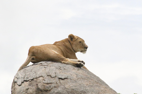 3-tägige Safari-Reise in die Wildnis