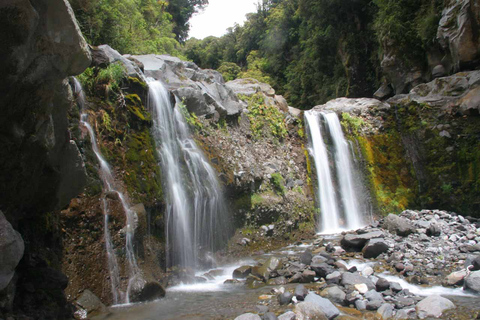 Brisbane: Hop-On/Hop-Off-Bus zum Tamborine Mountain