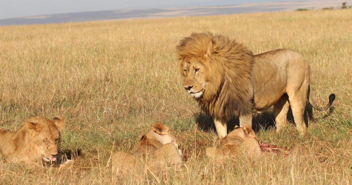 Afrika Tage Samburu Ol Pejeta L Nakuru L Naivasha Masai Getyourguide